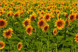 sunflower ; Коментари:59