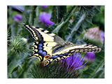 Papilio machaon (Голям полумесец) ; comments:18