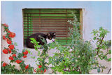 Това не е котка (В почит към Рьоне Магрит) ; comments:8