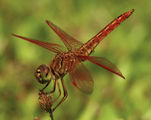 Dragon-Fly ; comments:15