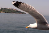 Sea-gull ; Коментари:5