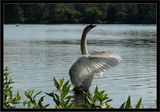 The Dance of the Swan. ; comments:10