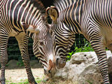 Z for zebras ; comments:8