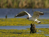 Речна чайка (Larus ridibundus) € ; comments:38