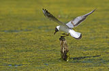 Речна чайка (Larus ridibundus) € ; comments:19