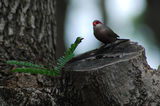 Waxbill -Estrilda astrild ; comments:19