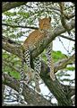 Leopard in a tree ; comments:29