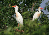 Cattle Egret (Bubulcus ibis) from Tanzania, Africa ; comments:9