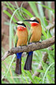 Two Bee Eaters ; comments:31