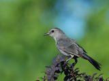 Grey catbird, Dumetella carolinensis ; comments:18