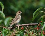 Passerina cyanea ; comments:16