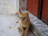 tunisian cat ; comments:3
