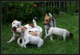 His majesty Jack Russell Terrier ; comments:4