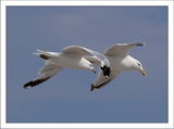 Herring gulls ; comments:20