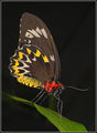 Орнитоптера на Кернс (Ornithoptera euphorion), женска ; comments:24