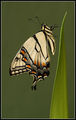 Източна тигрова лястовича опашка (Papilio glaucus) ; Коментари:37