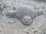 Костенурка на плажа ; Comments:8