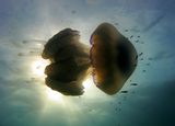 Ризостома - Белодробна медуза ; Коментари:45