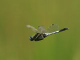 White-tailed Skimmer ; comments:9