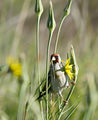 Щиглец (Carduelis carduelis) ; comments:24