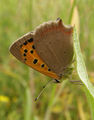 Български пеперуди ; comments:3
