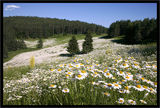 Жълтите(белите) цветя на зелените поляни.. ; comments:28