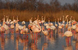 flamingos ; comments:34