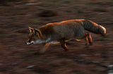 red fox hunting ; comments:34
