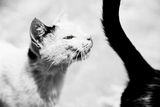 черна котка, бял котарак ; comments:18