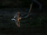 Little Ringed Plover ; comments:22