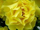 една красива роза ; comments:5