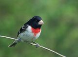 Rose-breasted grosbeak, young male, Pheucticus ludovicianus, 19 см ; comments:18