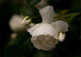 Бяла роза ; comments:19