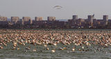Бургас, морето и неговите прелетни птици ; comments:107