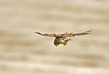 Керкенез (Falco tinnunculus) ; Коментари:19