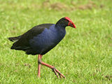 Pukeko ; comments:25