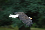 Bald Eagle ; comments:10