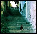 За котките и хората - из улиците на Кавала ; comments:9