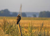 Обикновен мишелов (Buteo buteo) ; comments:17