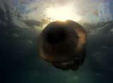 Ризостома - Белодробна медуза ; Коментари:12