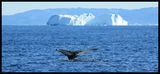 Atlantic humpback whale in Greenland ; comments:5