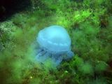 ...медуза.. ; comments:9