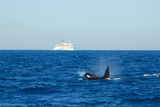 Orca- Killer whales ; comments:12