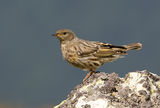 Alpine accentor ; comments:16