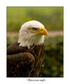 Американски орел ; comments:29