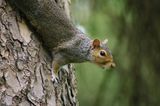 Squirrel ; Comments:14