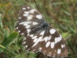 Melanargia galathea ; comments:3