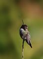 Anna's humming bird ; comments:21