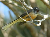 Fantail ; comments:19