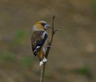 Hawfinch ; comments:23